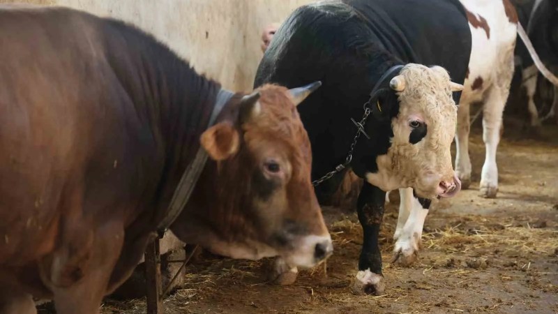 Kurbanlık Alacaklar İçin Yaş ve Dolandırıcılık Uyarısı