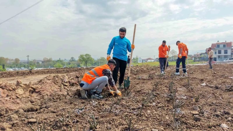 Başiskele'de 15 Bin Gül Fidanı Toprakla Buluşuyor