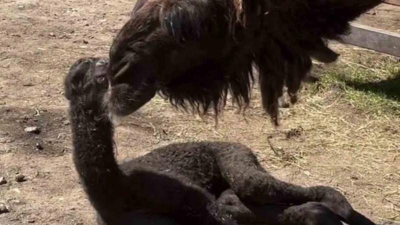 Ormanya'da Yavru Deve İçin Renkli Kutlama