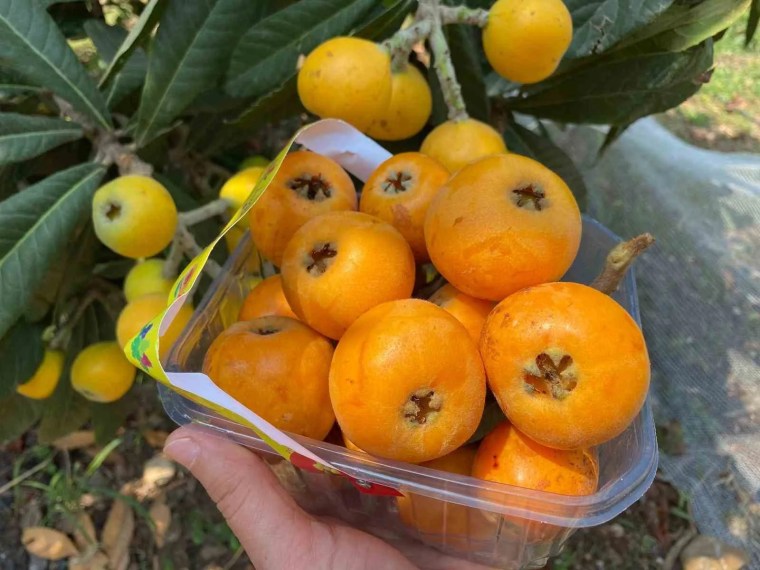 Sarı Altın Yenidünyada Hasat Başladı: İç Pazara 50-100 TL, Dış Pazara 4 Dolar