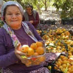 Sarı Altın Yenidünyada Hasat Başladı: İç Pazara 50-100 TL, Dış Pazara 4 Dolar