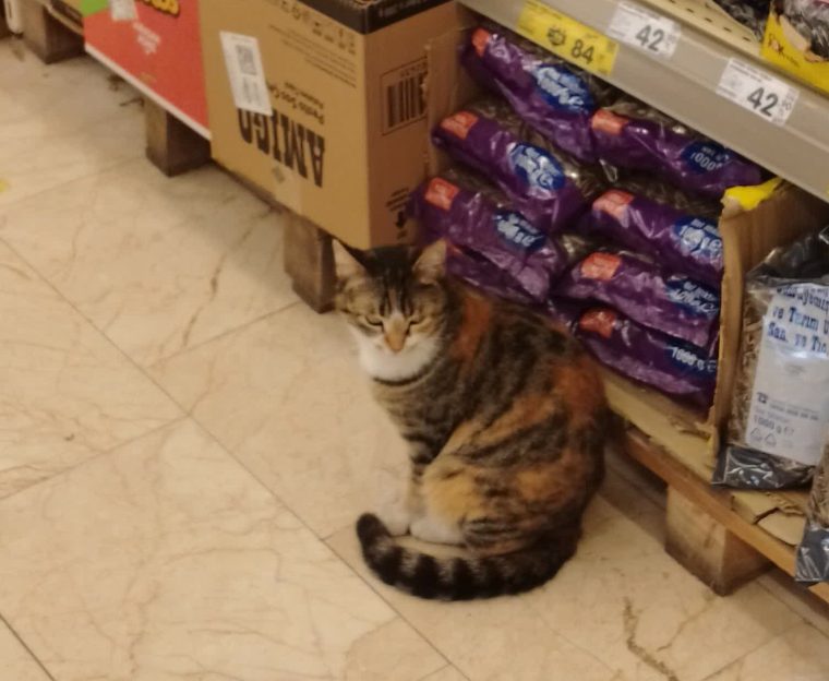 Marketteki kediyi gördü, marketi şikayet etti