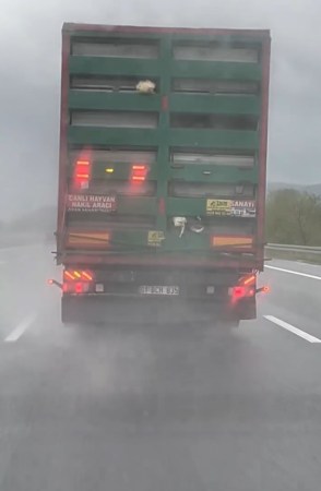 Otoyolda skandal görüntü: Tırdan sarkan tavuklar kamerada
