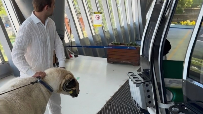kurbanlık koçla teleferik turu