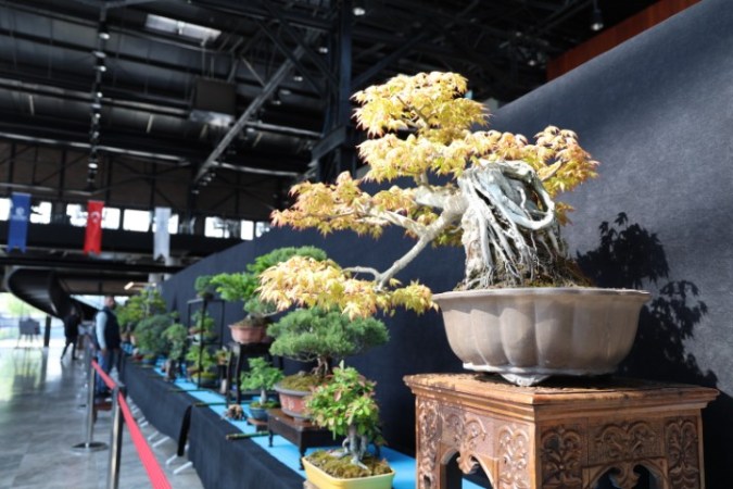 Kocaeli’de bonsai sanatına yoğun ilgi