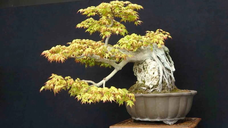 Bonsai Sanatının Değeri 1 Milyon TL'ye Ulaşabiliyor