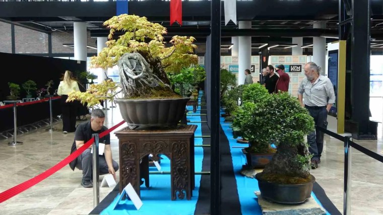 Bonsai Sanatının Değeri 1 Milyon TL'ye Ulaşabiliyor