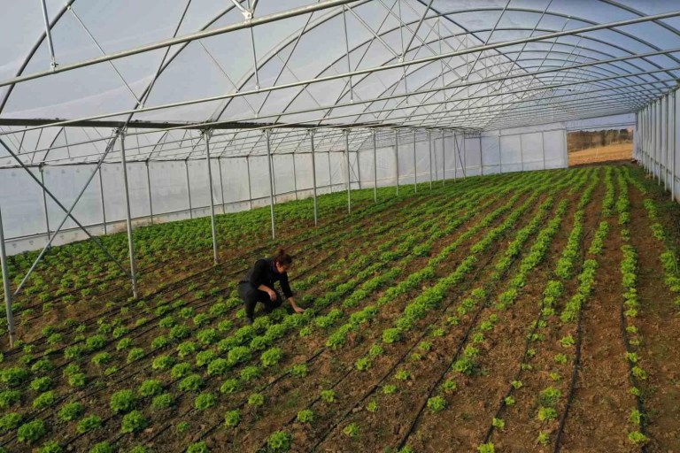Çiftçilere Yüzde 50 Hibeli Modern Sera Desteği Sağlanıyor