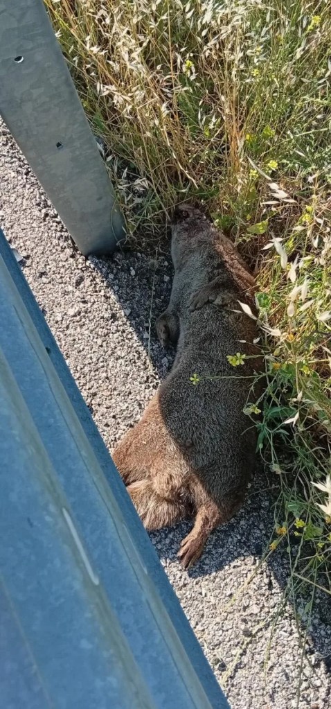 Siverek'te Yol Kenarında Ölü Su Samuru Bulundu