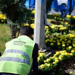 Çayırova’da yaz çiçekleri dikiliyor