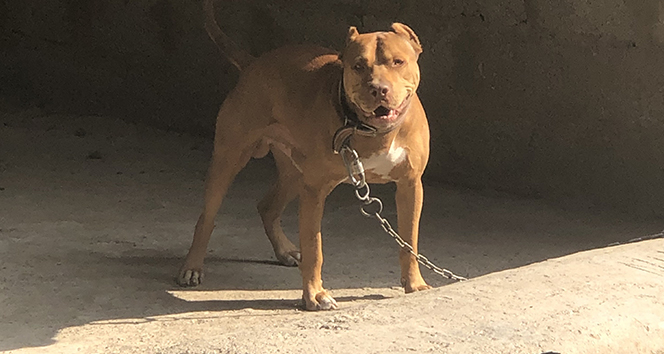 Mahkemeden emsal karar: Pitbull cinsi köpekler “silah” sayıldı