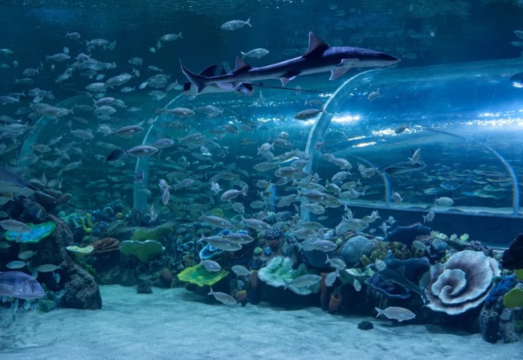 Körfez Aqua 41 bininci ziyaretçisini ağırladı