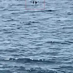 Feribottan düşen yolcuya kahraman müdahale!