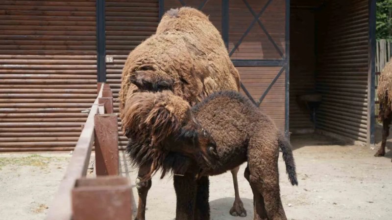 Ormanya'da yavru deve heyecanı!