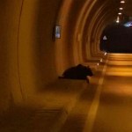 Yaralı ayı tüneli birbirine kattı!