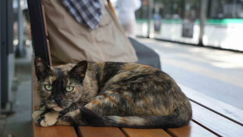 Tramvay durağının sevimli maskotu!