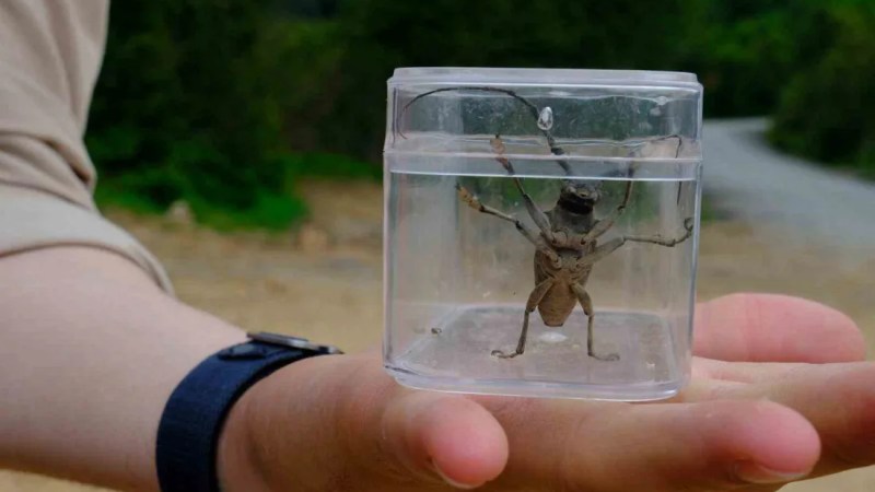 Kuzuyayla'da 109 yeni tür keşfedildi!