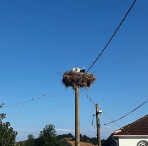 Yavru leyleklere şefkat eli!