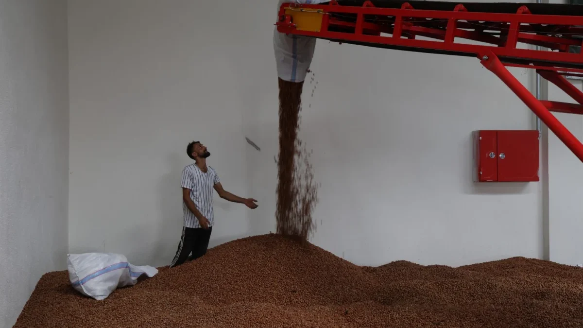 Kandıra fındığı Büyükşehir güvencesinde!