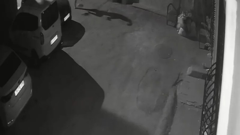 Köpeğe uygulanan şiddet kamerada!