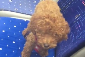 Otobüste unutulan köpeği oyuncak sandı