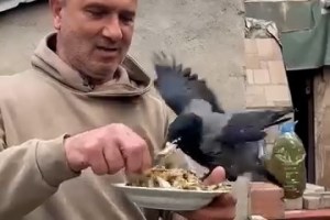 Kargasına elleriyle balık yedirdi