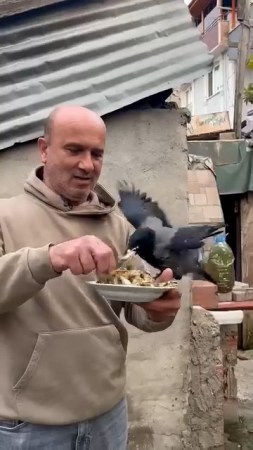 Kargasına elleriyle balık yedirdi