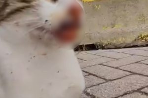 Balıkçı malzemeleri kediyi yaraladı