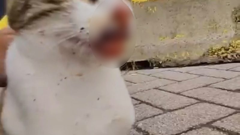 Balıkçı malzemeleri kediyi yaraladı