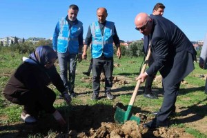 Darıca’da 100 zeytin fidanı toprakla buluştu