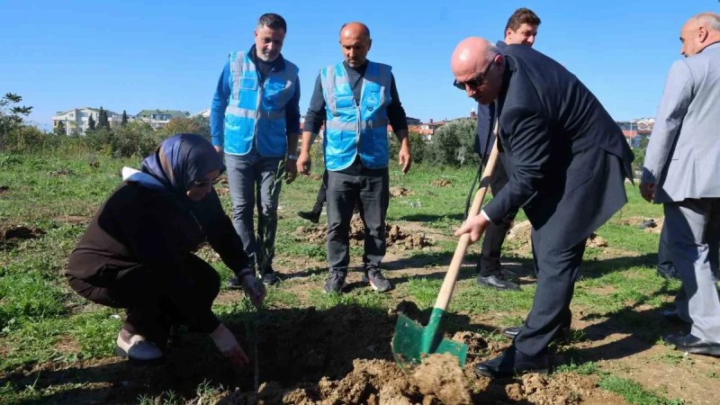 Darıca’da 100 zeytin fidanı toprakla buluştu