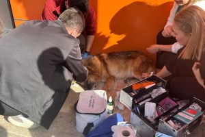 İzmit’te Venüs’e ne oldu? Veteriner Hekimleri Odası’ndan açıklama geldi